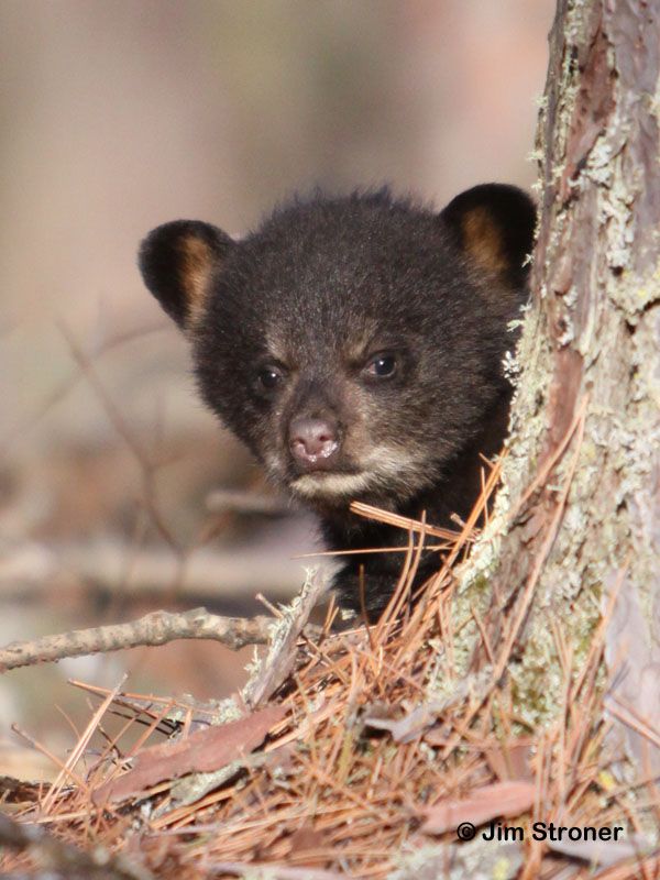 🐻 Bears Daily 🐻 (@bearsdaily_) on Twitter photo 