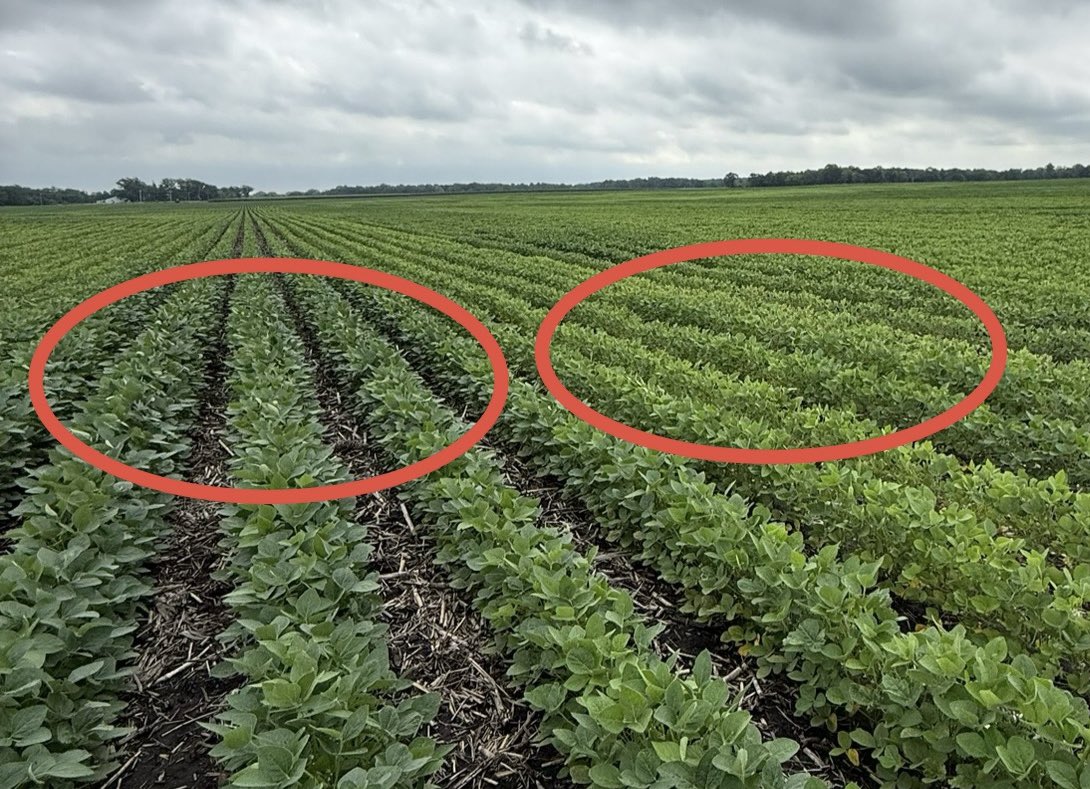 “Why are my beans yellow?”

Recent rains = saturated soils

Bradyrhizobium bacteria need oxygen to fix N₂.
No O₂ = no ammonia = no protein.

And if nodules aren’t working, the plant aborts them.
Soybeans don’t “invest” in nodules unless they’re producing nitrogen.