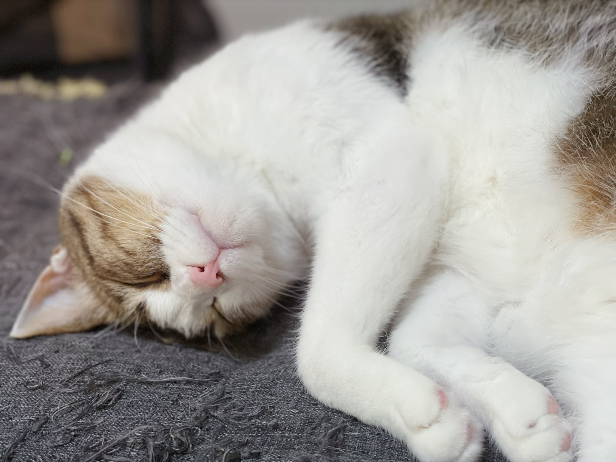710.🐈🐾 on X: 
