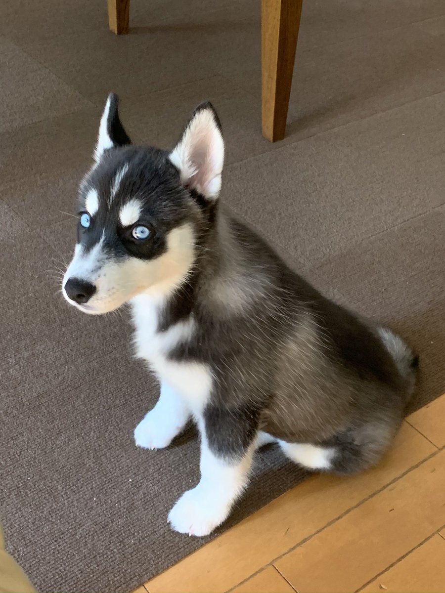 Allukaaaaa328 はじめまして ハスキーはパピーの時と成犬期で随分違い