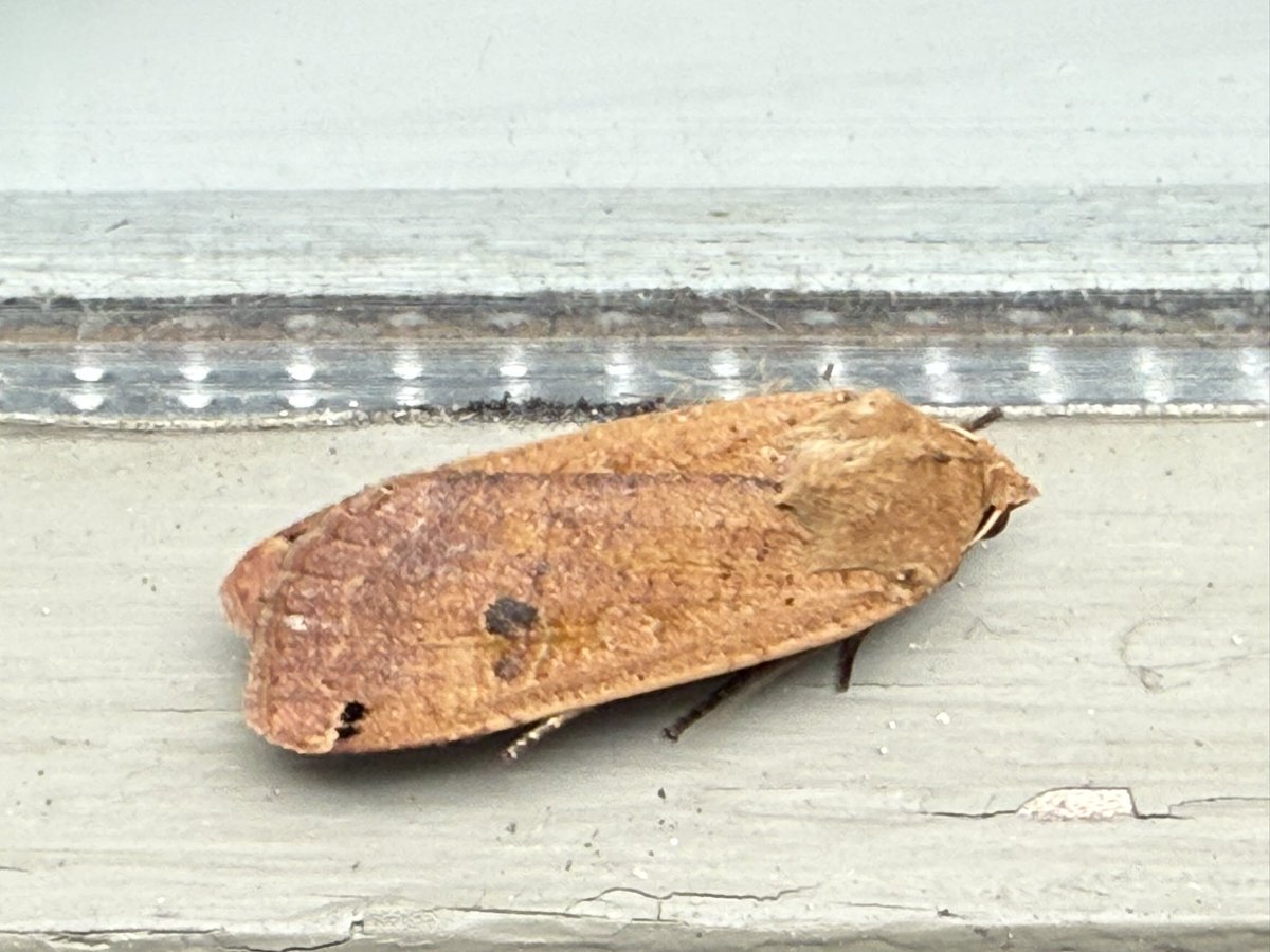 SavetheHellfire tweet media