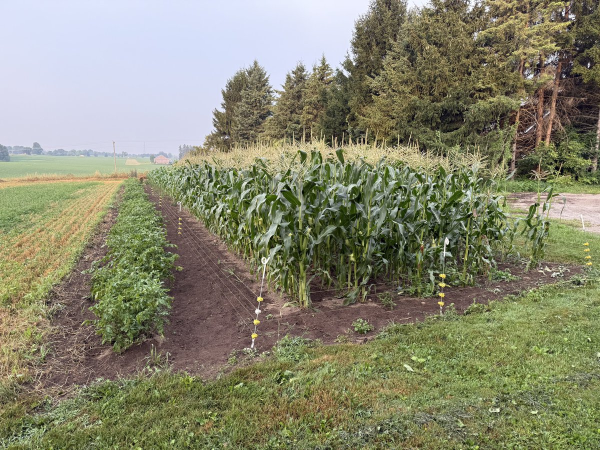Little rain shower over night. We are back to a smokey haze in the sky, but it has cooled off a lot. 

The raccoons started eating the sweet corn 🌽, so we put up a fence to keep them out. They would eat every last cob, a few days before it’s ready! Smart buggers!!