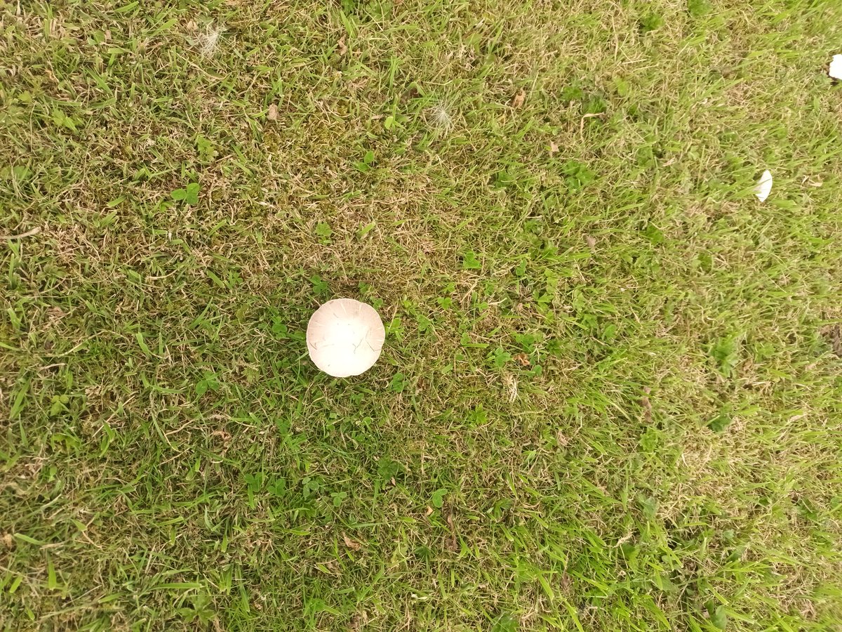 A few more, and I shall have a meal.
 Assuming they are safe to eat.