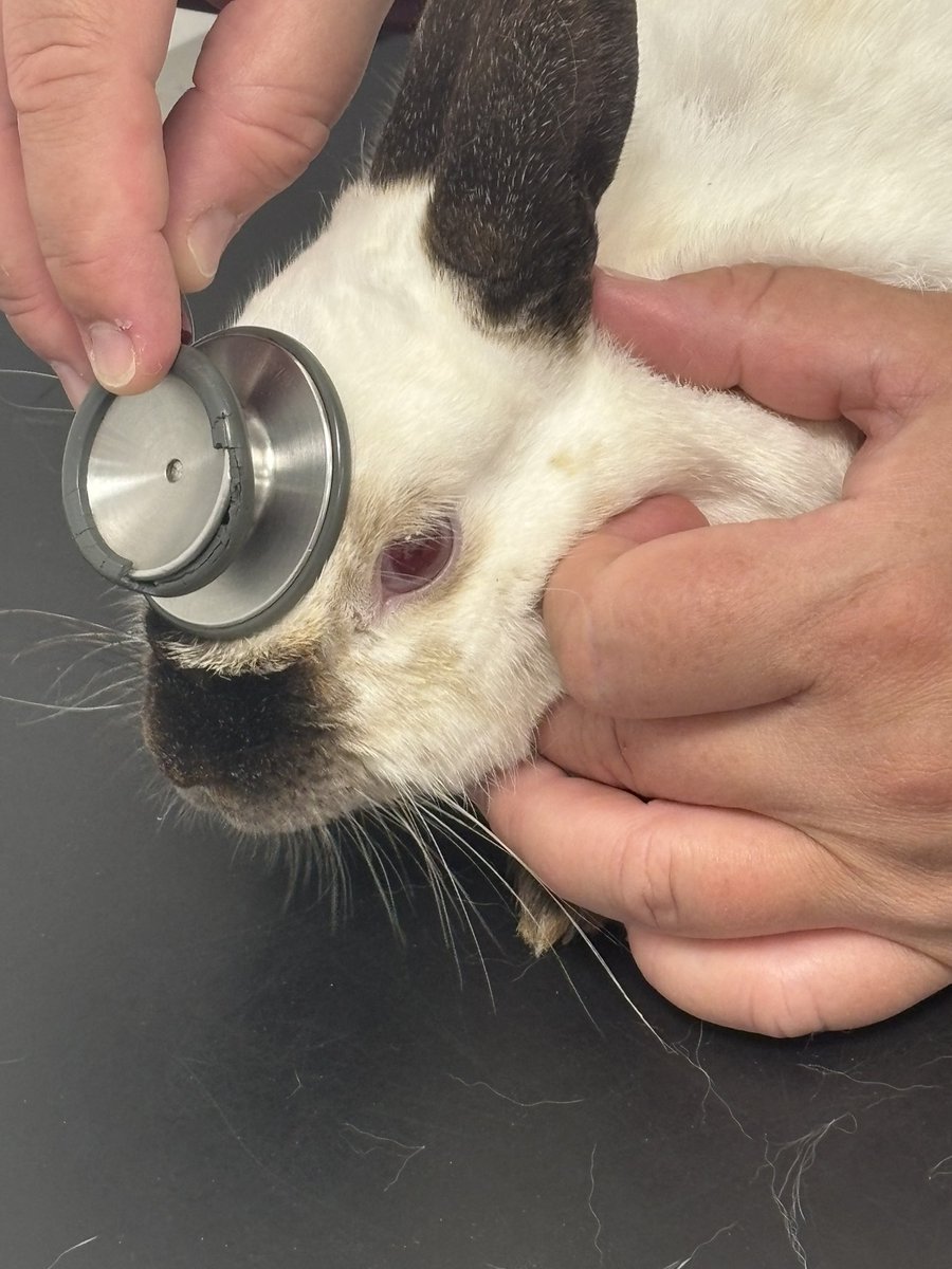 We are struggling to get to the bottom of Daffys problems so we asked dr Sophie to read his mind ❤️