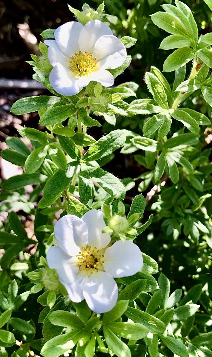 Thankful Thursday dear friends 💚💛🌿

📸 31.7.25 me