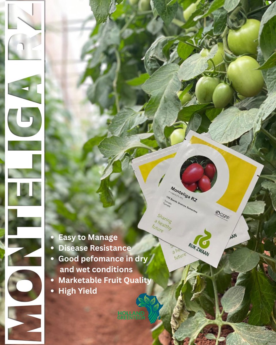 🍅 Monteliga RZ F1 is a tomato variety designed for greenhouse cultivation. We are the sole source for genuine Rijzwaan Quality seeds in Rwanda, this is your moment to invest in proven genetics that deliver results. Don't just dream of better harvests - make them happen. Buy now!