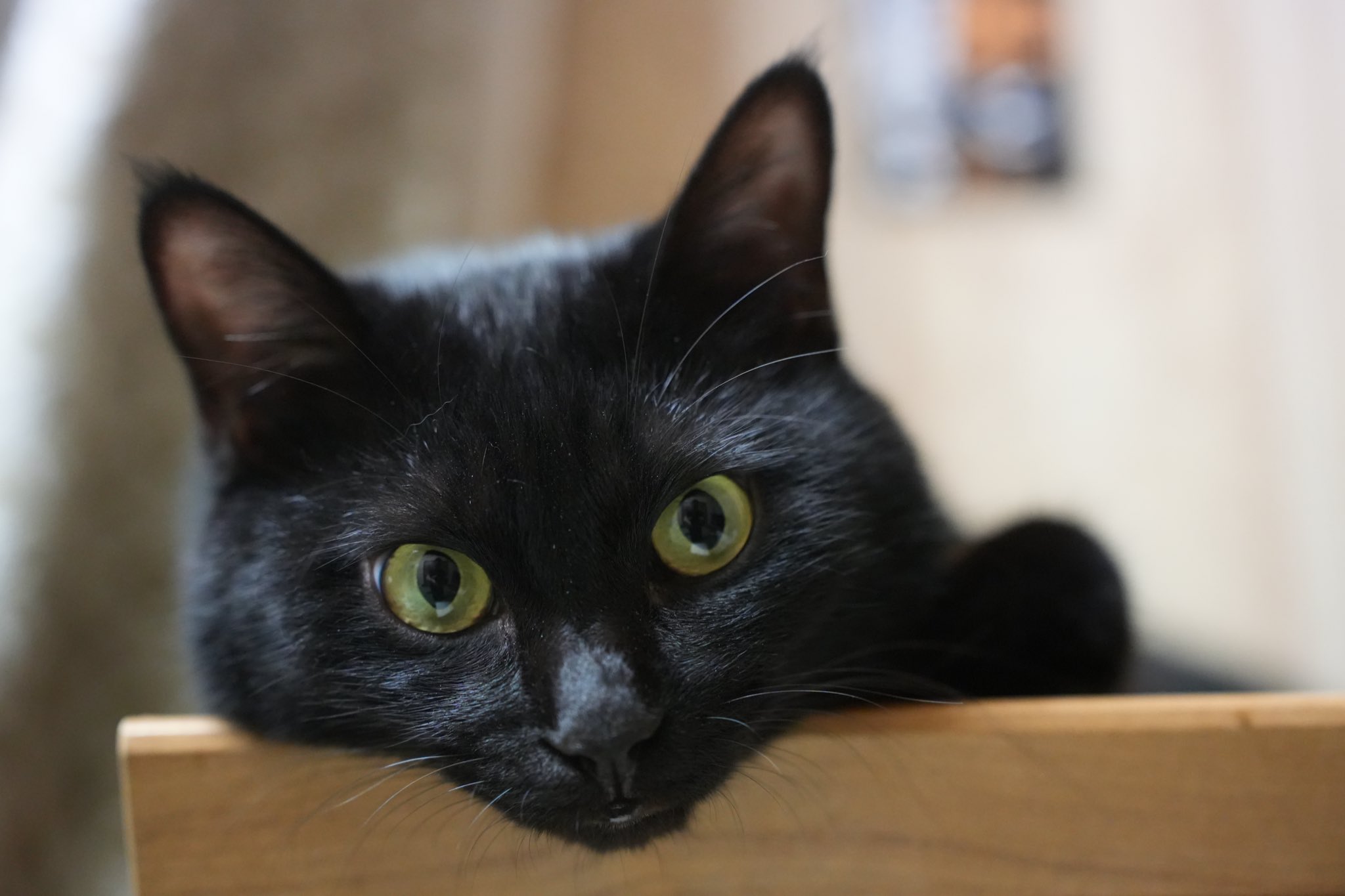 黒ねこちゃん 黒猫つくねちゃん太しっぽ on X: 