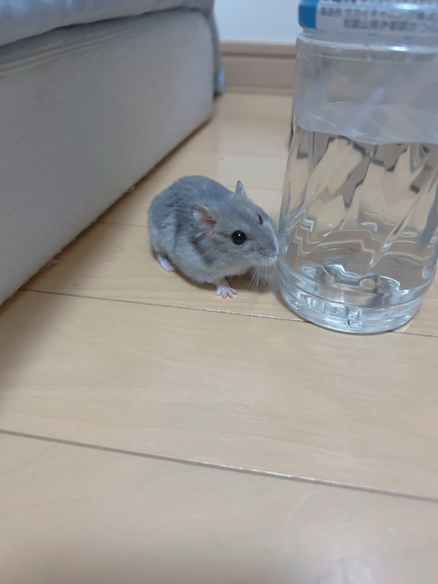 ひろです♬ hqdefault.jpg