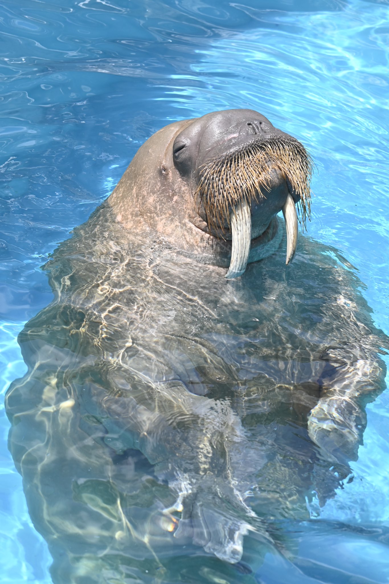 2024.12.7最新作品　海霊セイウチ maxresdefault.jpg