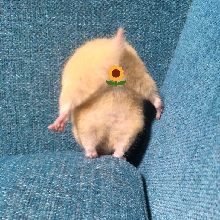 Tweets Of Hamster (@tweetsofhamster) on Twitter photo 