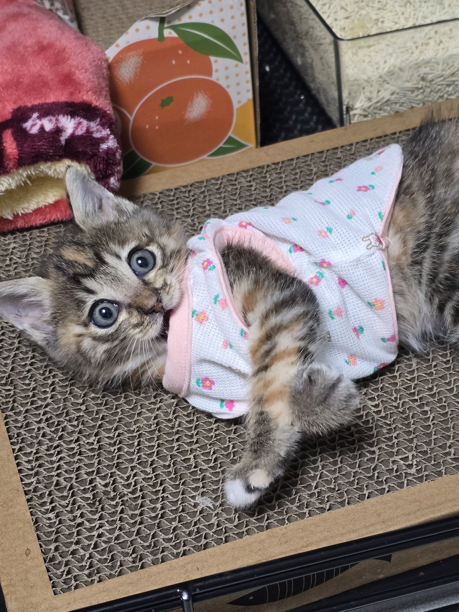 <a href="/rangboys/">🍔햄복이 임보중🍔조말꾸🎗</a> <a href="/pi_loop_hyohae/">효해</a> 빵꾸는... <a href="/cream_macaroon/">가족찾는 쿠림&카롱</a> 
난 다 한번씩만 입었어 물려주려고 깨끗하고 빵꾸 없이 입었단다...