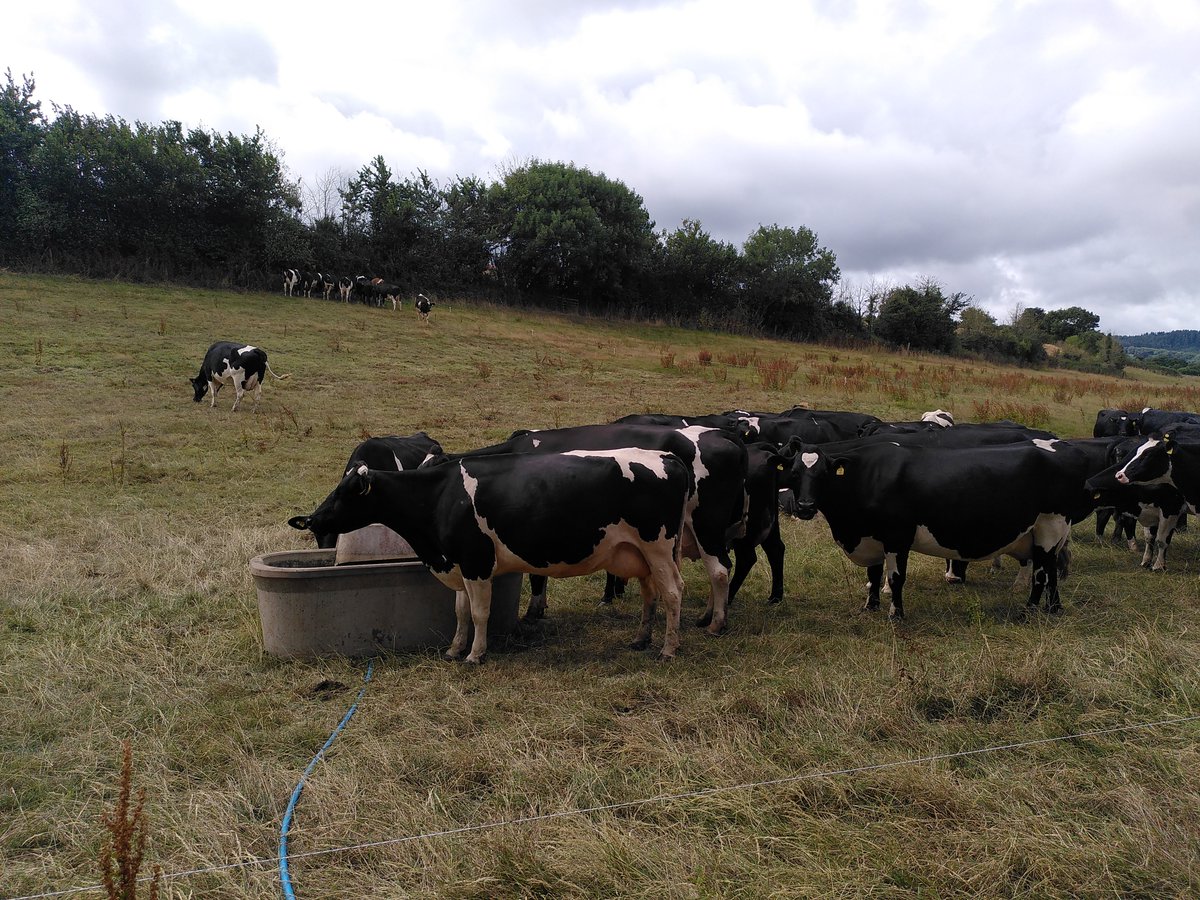 Living the dream #devon