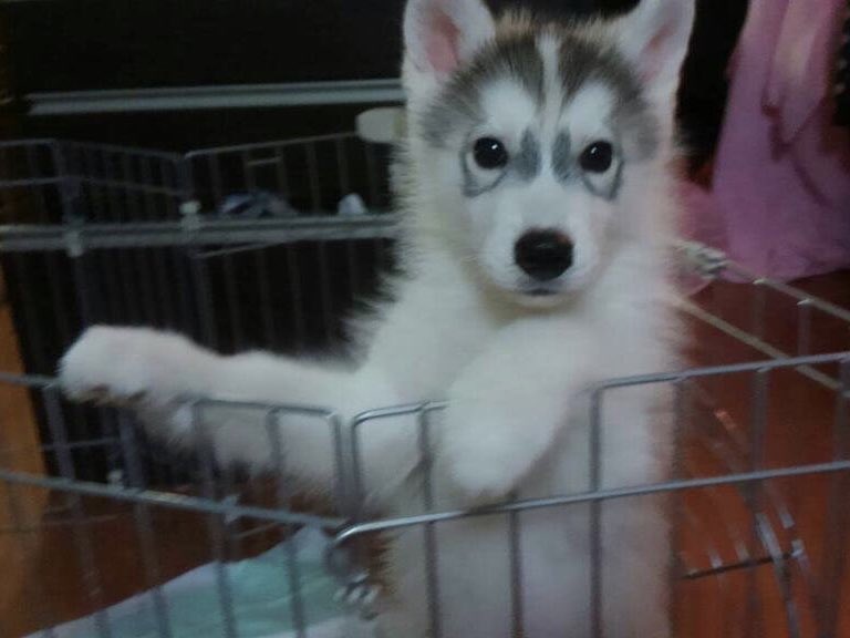 ayann__ym's tweet photo. @Allukaaaaa328 家の主です🐶 https://t.co/eelqacjQAa
