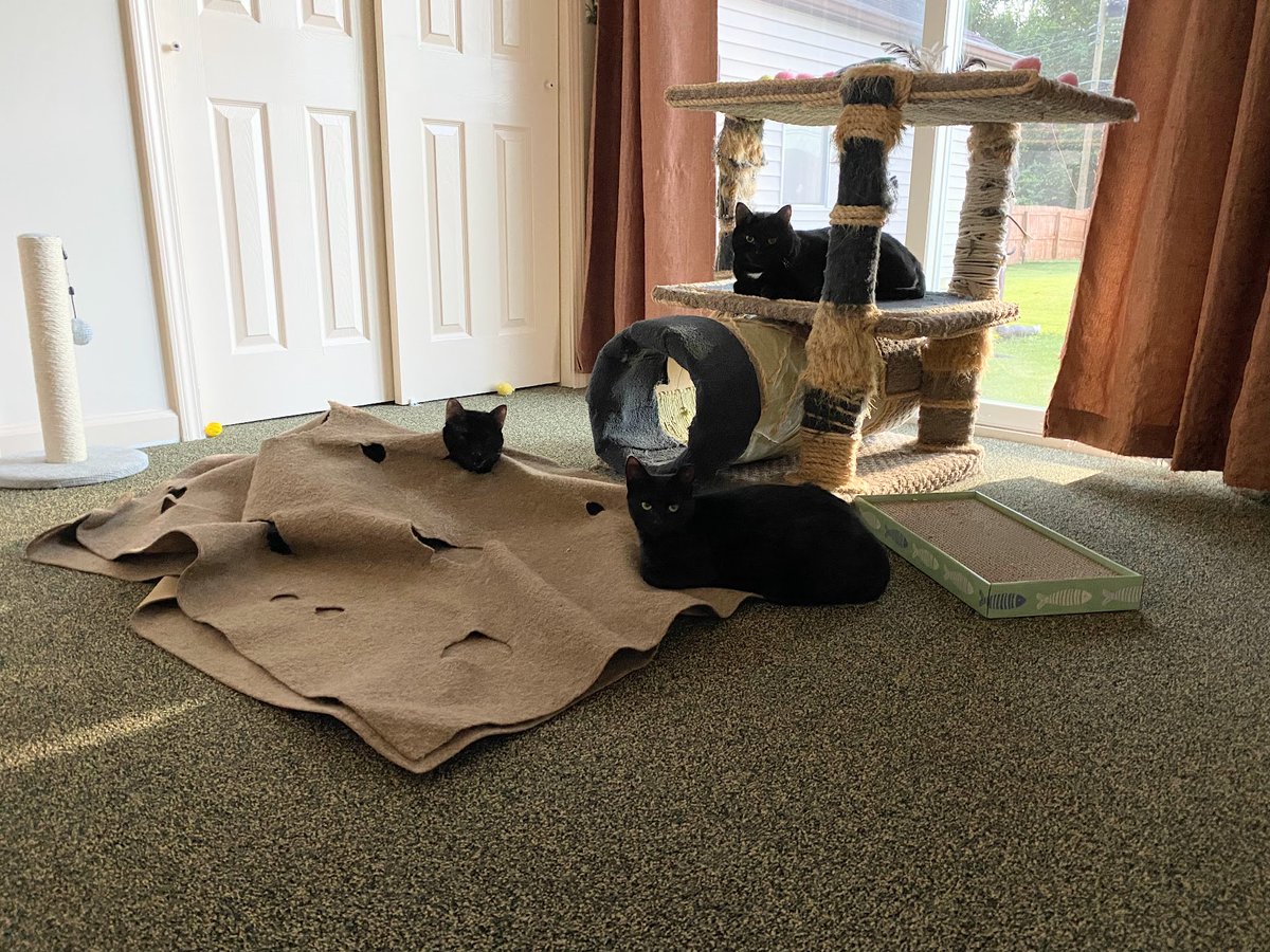 We heard it was #ThreePanfurThursday so we allowed our photograph to be taken with Indy. 😹😹 Have a great day friends &amp; humans of friends. Charlie &amp; Bogie (Indy too!) #CatsOfTwitter