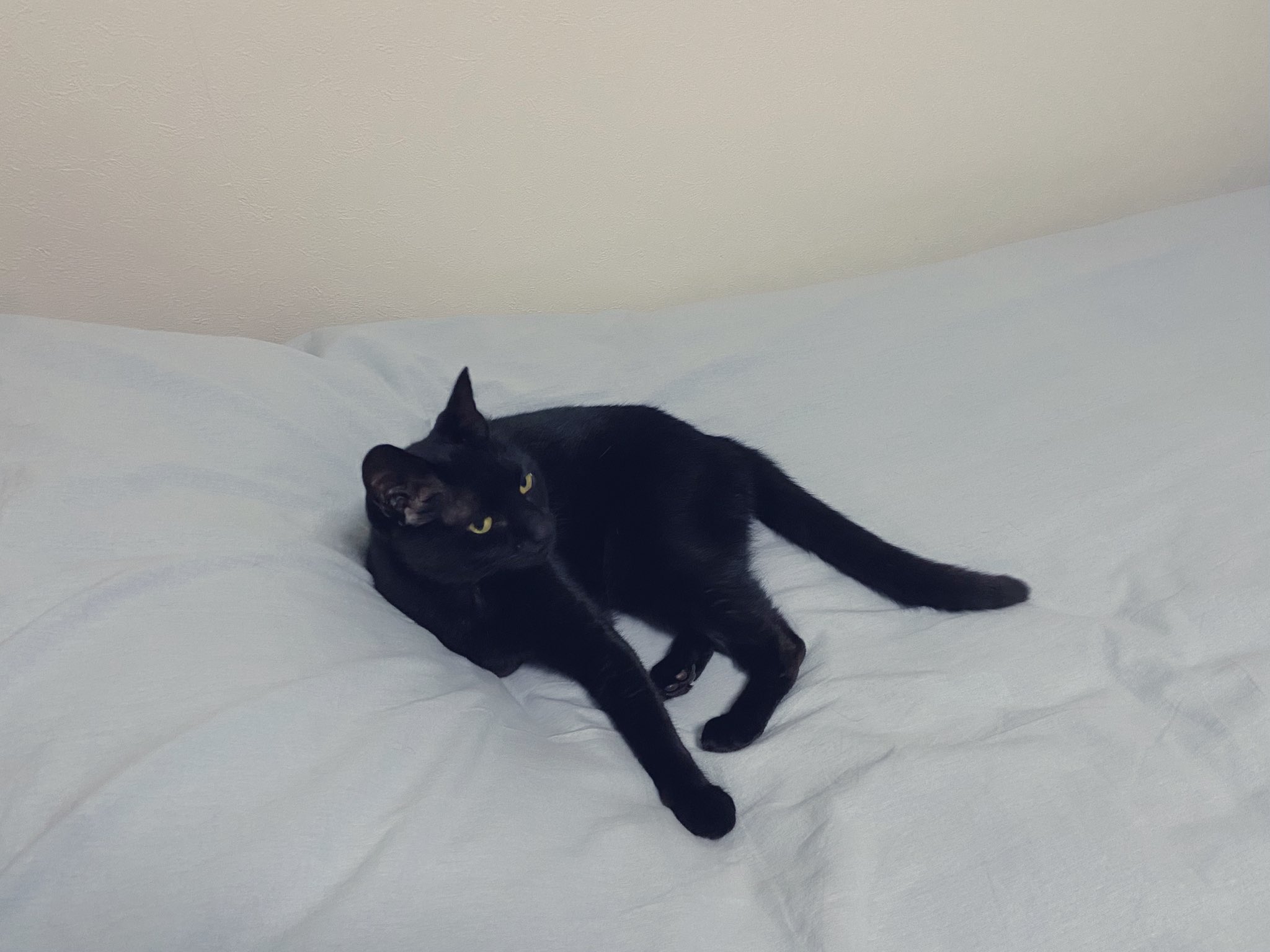 黒猫 F_sHdemaUAAd5rZ.jpg