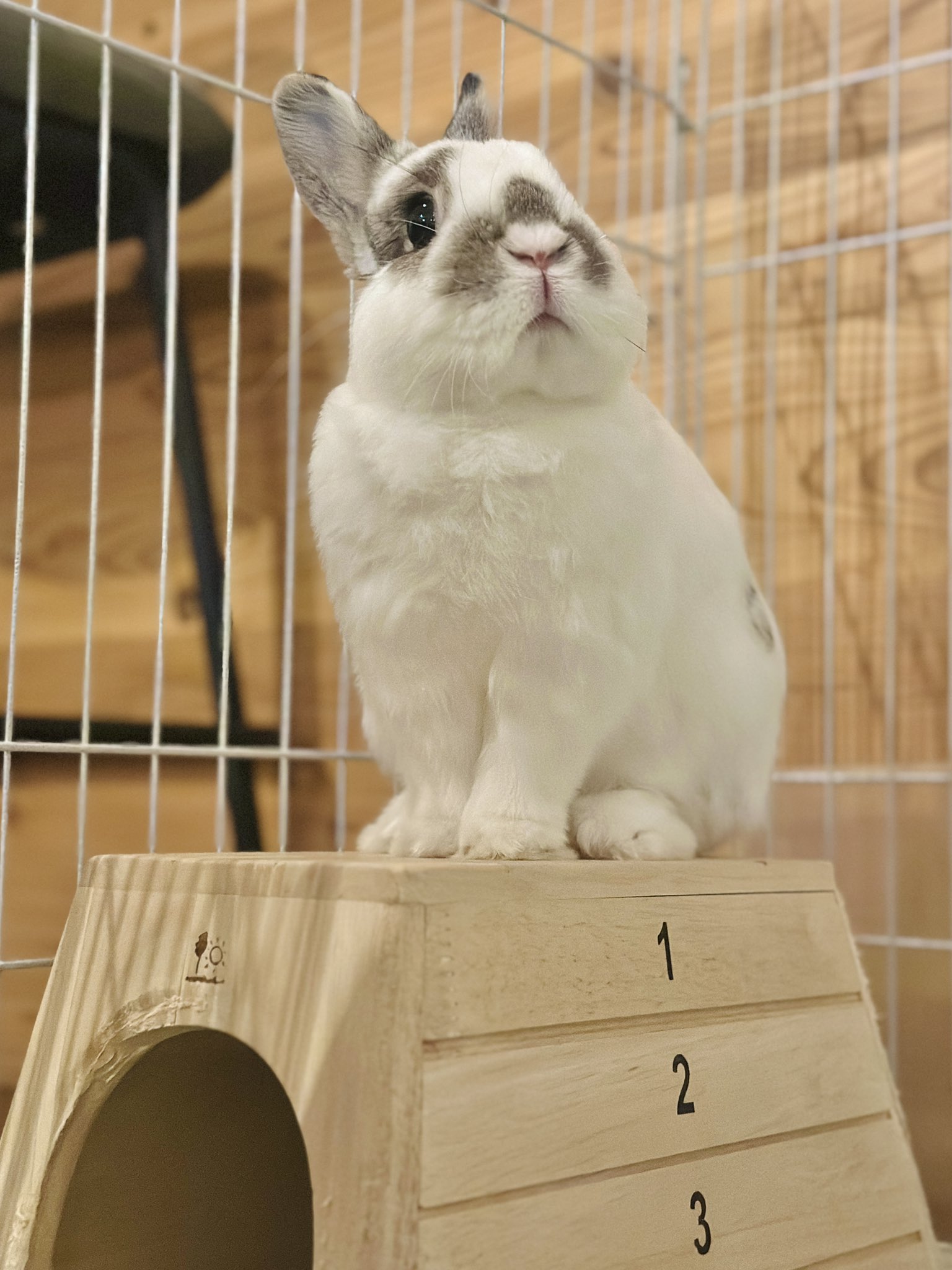 おもち🐰2代目うさぎ on X: 