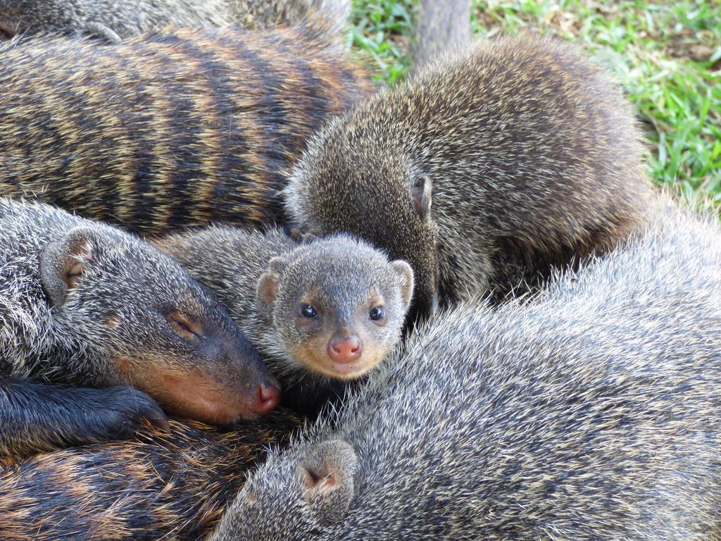 molecology's tweet photo. Out in MEC!
Sex matters for immunity: In banded mongooses, higher MHC diversity boosts male fitness but harms females, supporting sexually antagonistic selection on the immune system. #immunogenomics #sexualconflict
@WileyEcolEvol
🔗: https://t.co/G9F8zAKbey
📷: Hazel J Nichols https://t.co/acN4nXbpEb
