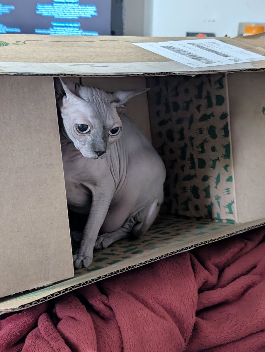 avaaum's tweet photo. Moxie girl 💜

#Moxie #Sphynx #Cat @_moxiecat https://t.co/rqXLu9hMNj