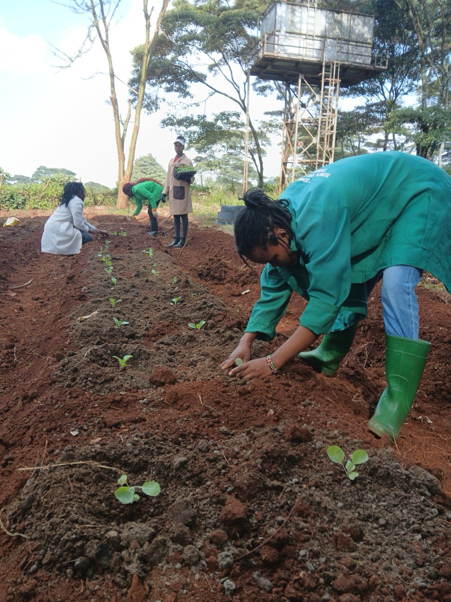 City Shamba tweet media