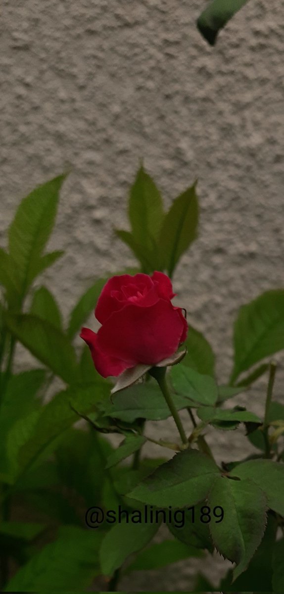 shalinig189_g's tweet photo. Mobile photography is fun too. Prove it, share a recent favourite..Rose bud 🌹✨️
#SM31
#theme_pic_India_flowers https://t.co/DfmX1PVnJU