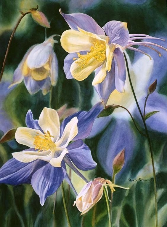 Watercolour by Sharon Freeman