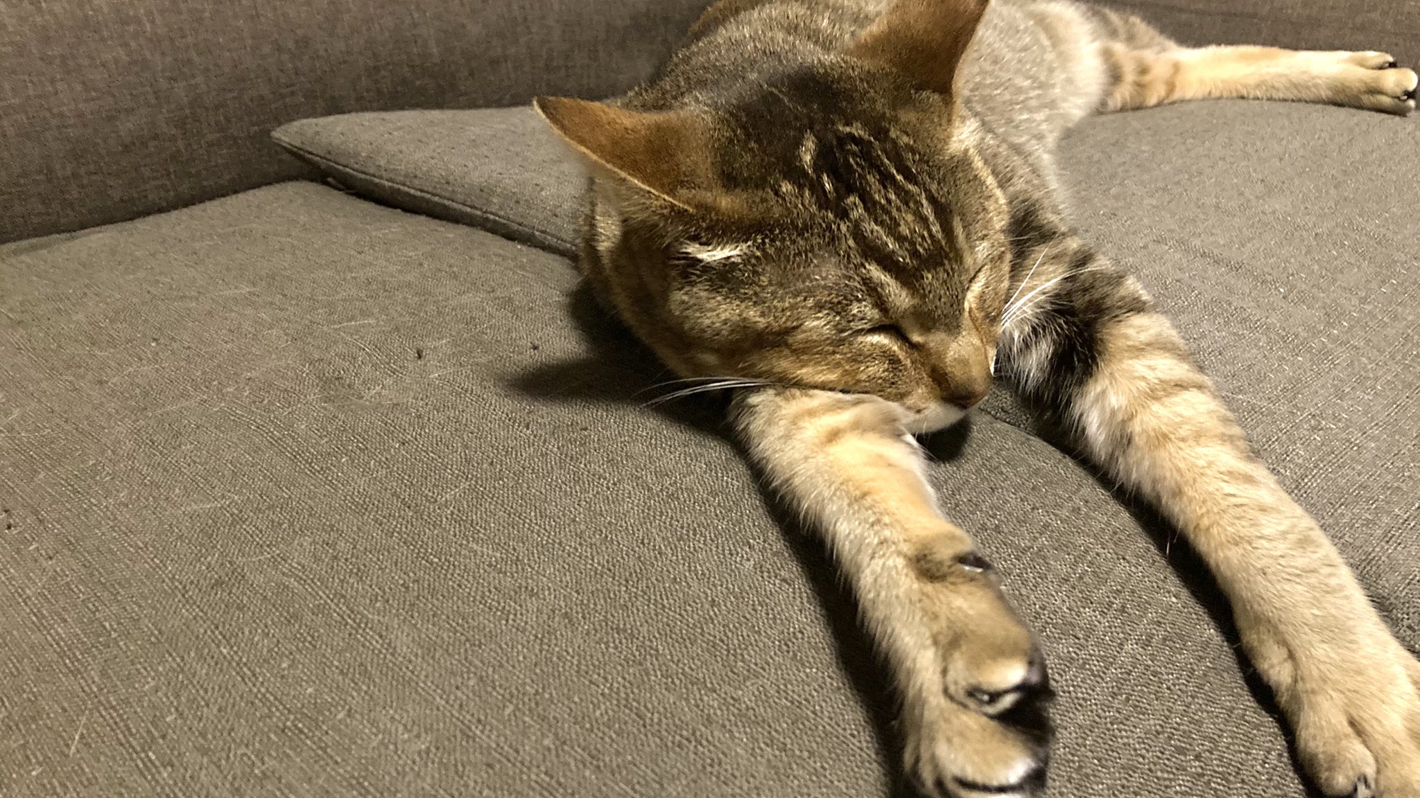 ねこ SAKURAYAMA サクラヤマ レザー 折り財布 L字ファスナー ちびねこ