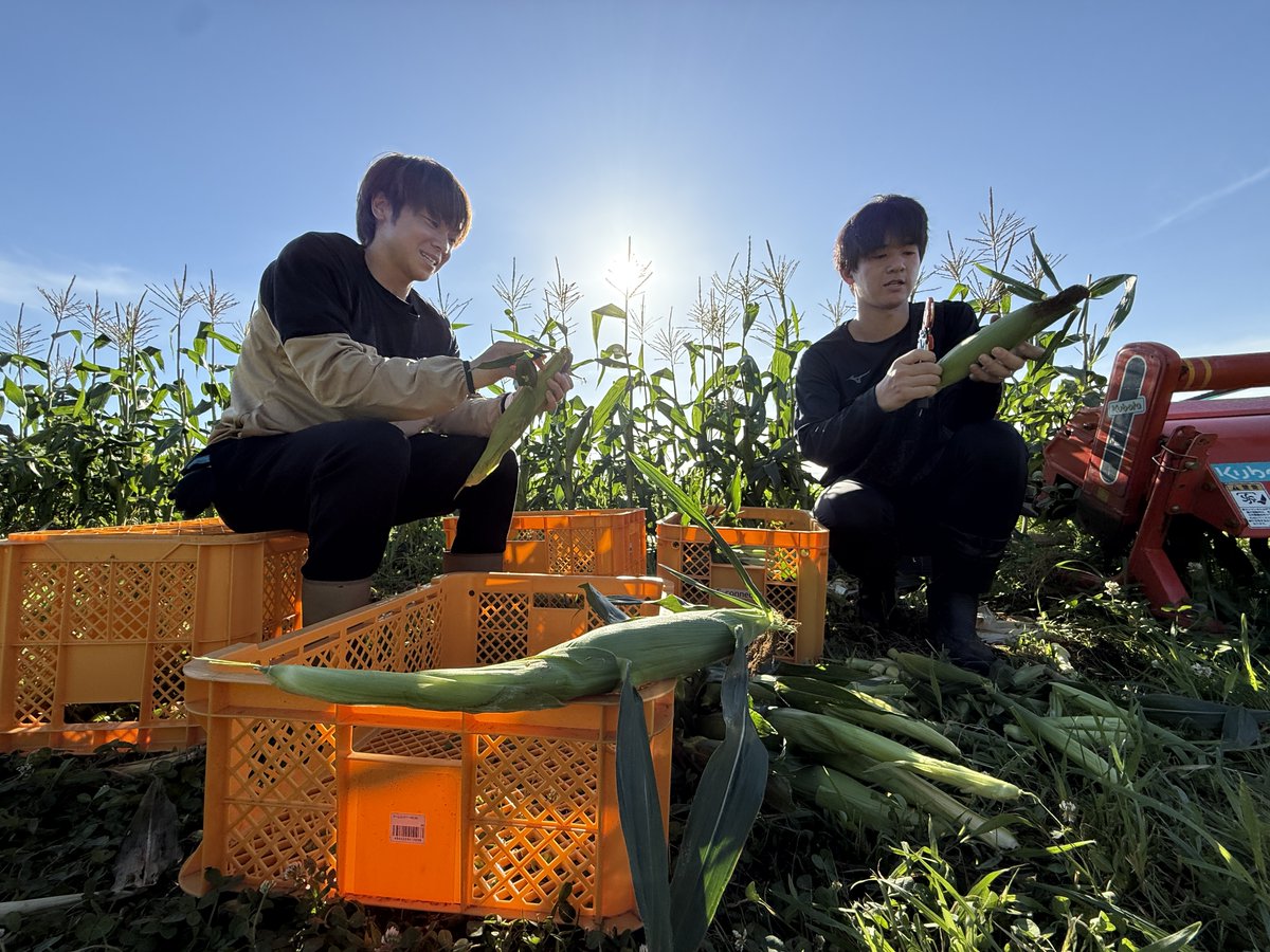 F_connect_'s tweet photo. \🌽販売開始🎉/
今シーズも #エフコネ #とうもろこし🌽の季節がやってまいりました‼
生で食べられる、あま~い🌽とうもとこし🌽を
採れ立てをその日のうちに発送いたしますヽ(^o^)丿
お求めはこちらから
https://t.co/nHBZArZ0pa
#Fconnect #小池純輝 #梶川諒太 #佐藤凌我