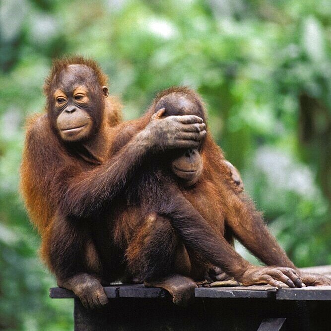 Need a laugh? 🐒😂 Check out our Funny Animals stock photo gallery – packed with perfectly timed, hilarious wildlife moments to brighten your projects!
👉 robertharding.com/gallery/funny-…
#StockPhotography #FunnyAnimals #Wildlife #ContentCreation