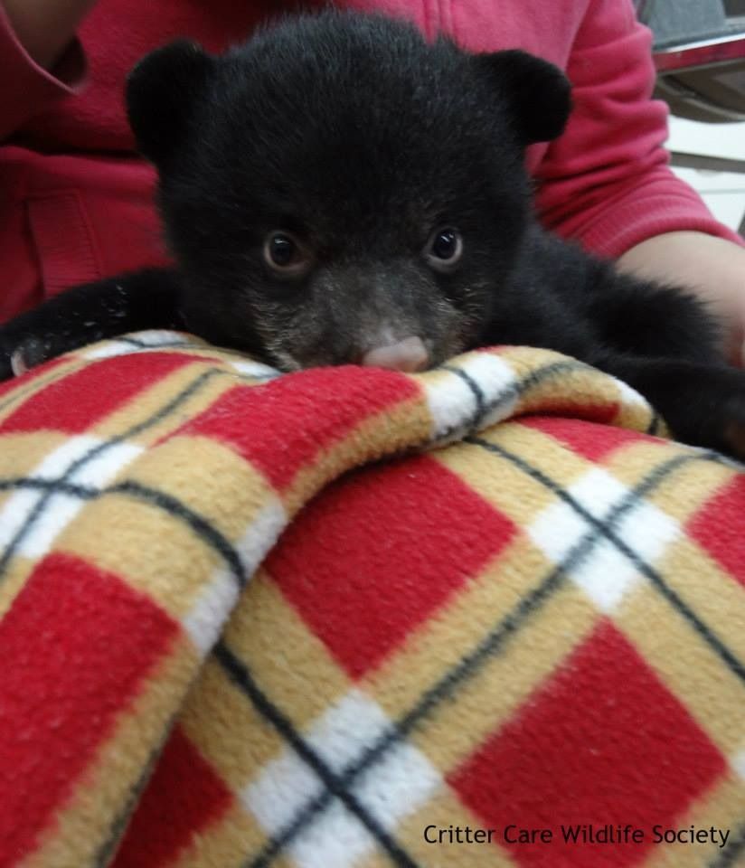 🐻 Bears Daily 🐻 (@bearsdaily_) on Twitter photo 