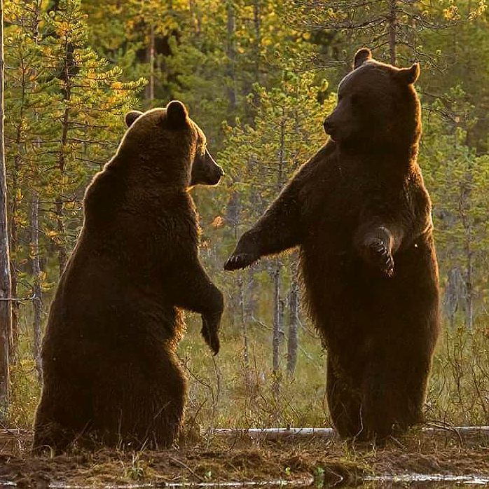 🐻 Bears Daily 🐻 (@bearsdaily_) on Twitter photo 