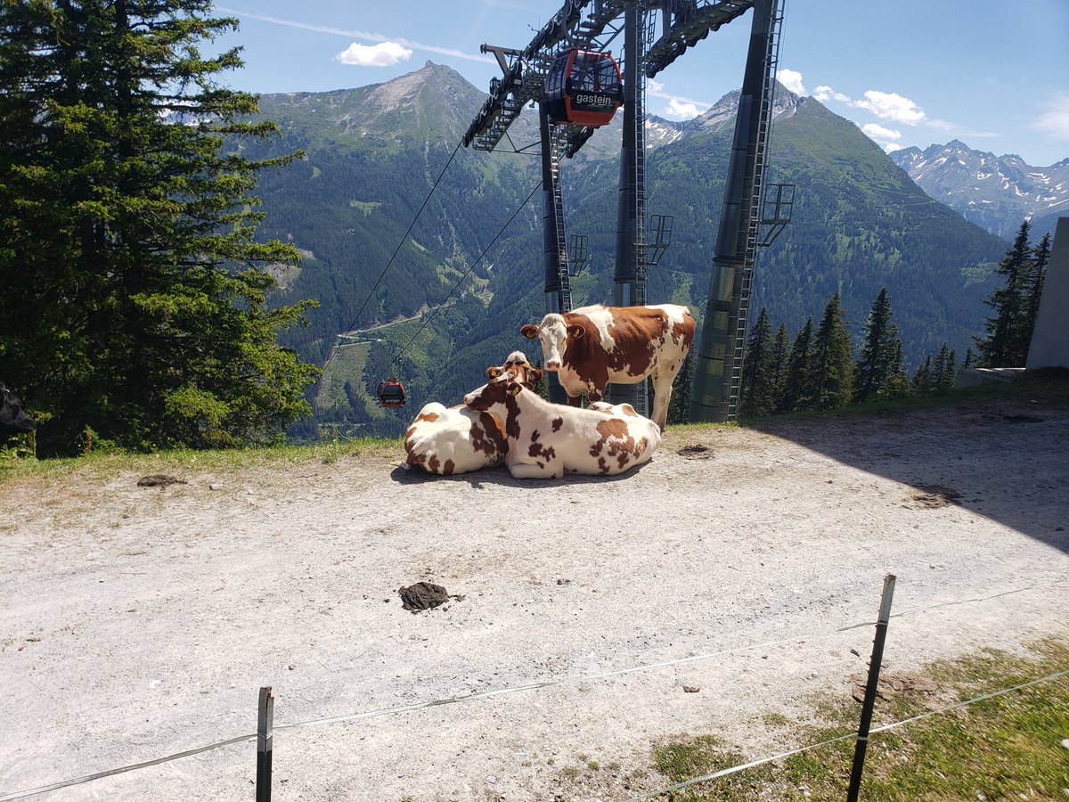Real-life inspiration for "Dungeons of Hinterberg": The Stubnerkogel near Bad Gastein makes for a spectacular alpine hike! And yes, the cows blocking the way in our game were not artistic license. 😉