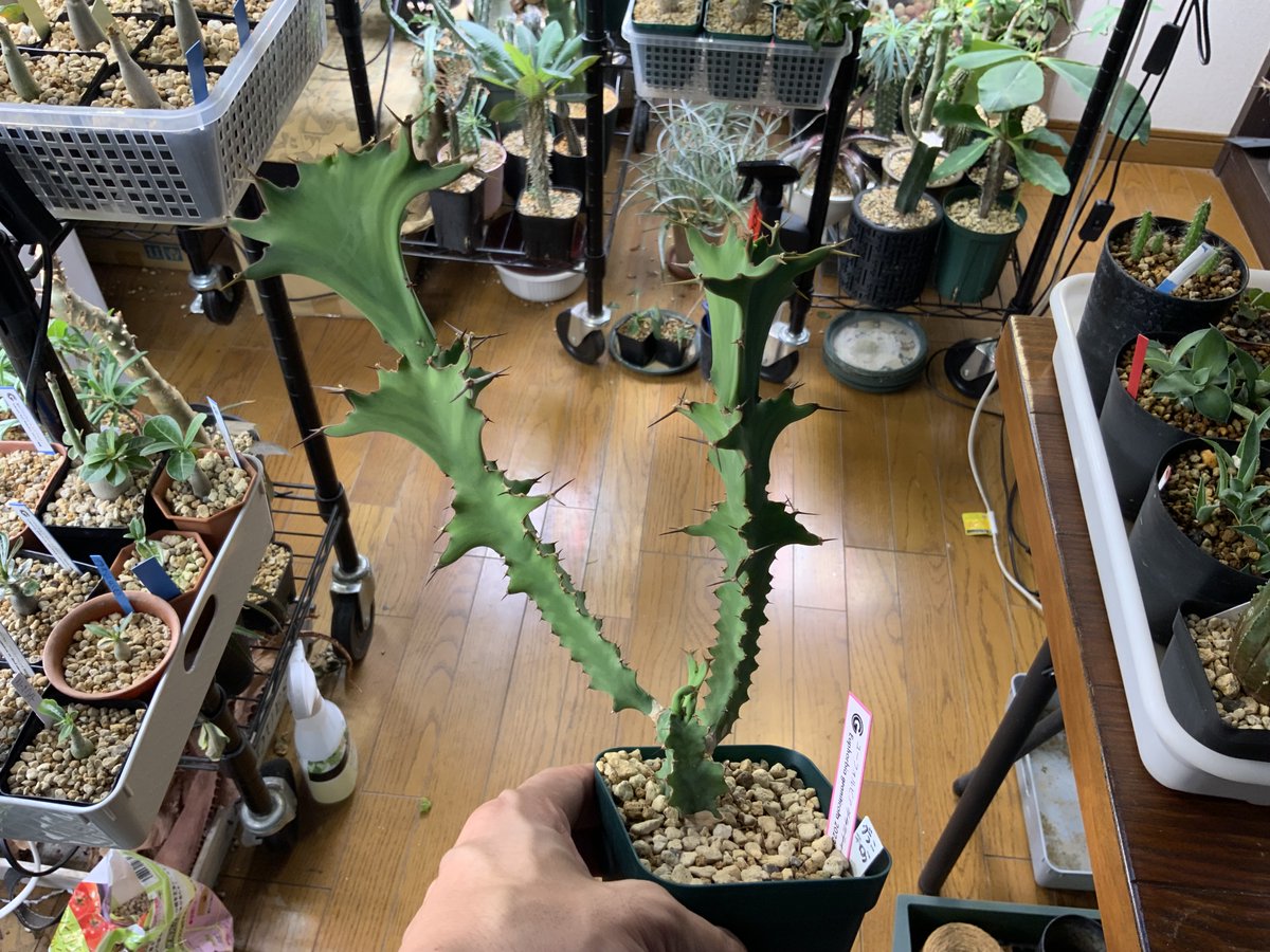 ユーフォルビア実生たち