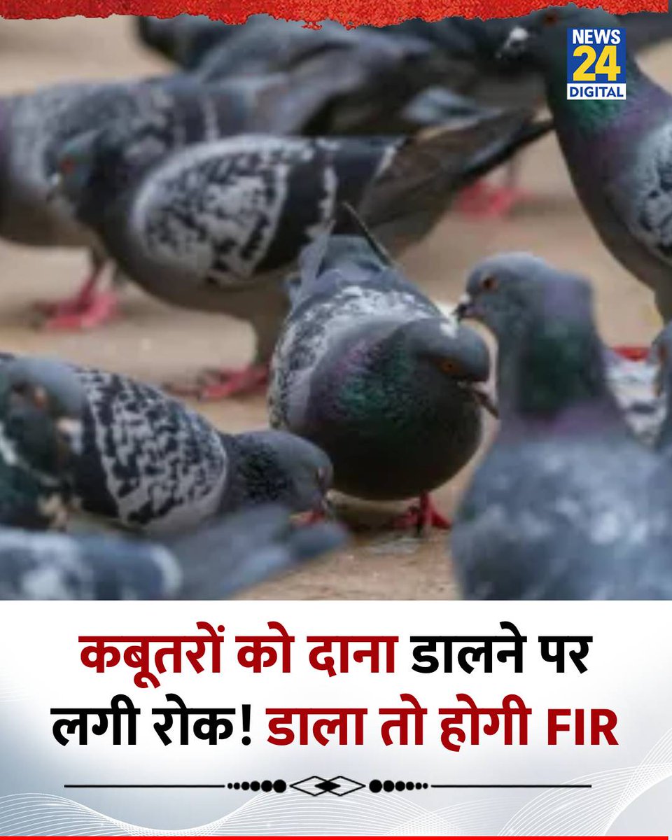 news24tvchannel's tweet image. कबूतरों को दाना डालने पर लगी रोक! डाला तो होगी FIR 

◆ बॉम्बे HC ने सार्वजनिक स्थानों पर कबूतरों को दाना डालने पर रोक लगा दी है और ऐसा करने वालों पर FIR दर्ज होगी 

◆ कोर्ट ने कहा कि कबूतरों के झुंड को दाना डालना सार्वजनिक परेशानी उत्पन्न करने वाला काम है

#BombayHC | Pigeons