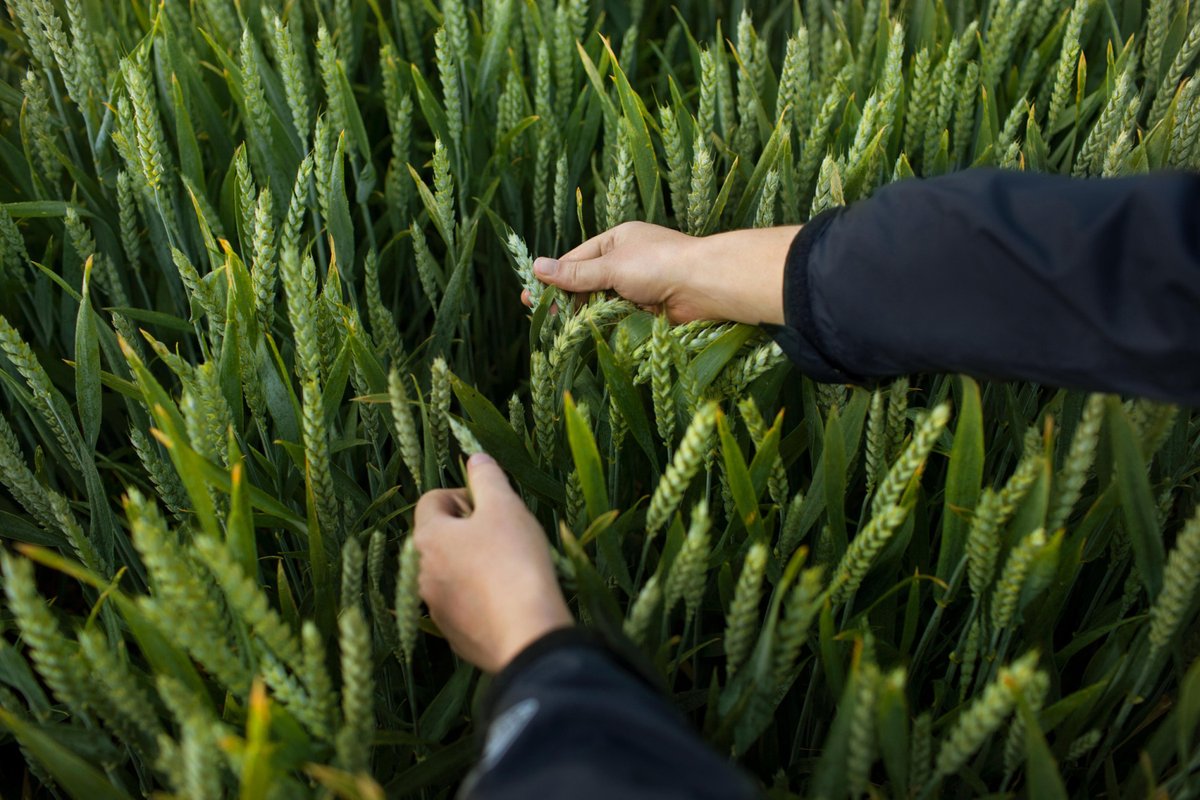 CropKey‑Developed Icafolin‑Methyl Targets Weed Resistance with Lower Doses and Enhanced Sustainability news.europawire.eu/bayer-seeks-eu…