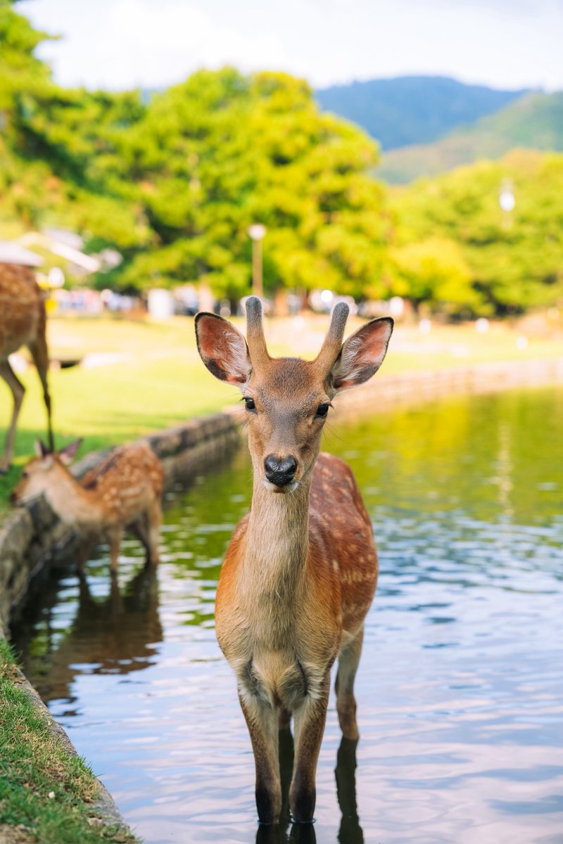 internkunPhoto's tweet photo. 📍 奈良公園 https://t.co/ij6SQfS9tE