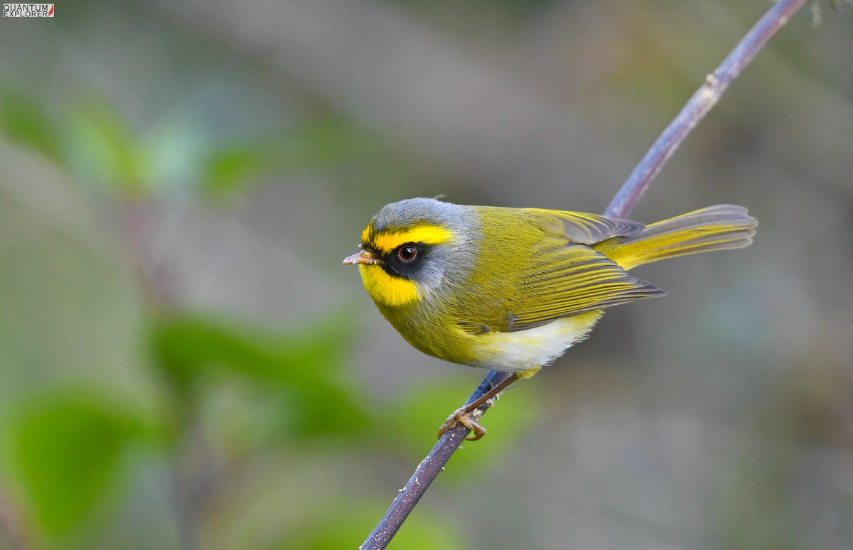 birdingindia's tweet photo. 🌿 Black-faced Warbler |  
Ramgarh, #Uttarakhand 🌿
Just a short drive from #Sattal, Ramgarh offers an equally rich and vibrant #birding_experience. Hidden in these quiet oak and rhododendron forests, gems like the #Black_faced_Warbler await the patient eye. #QuantumExplorerInc https://t.co/PVJqiRVVCd