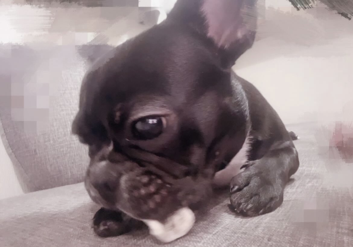 一旦これはくうちゃんがかわいくてワンワン
