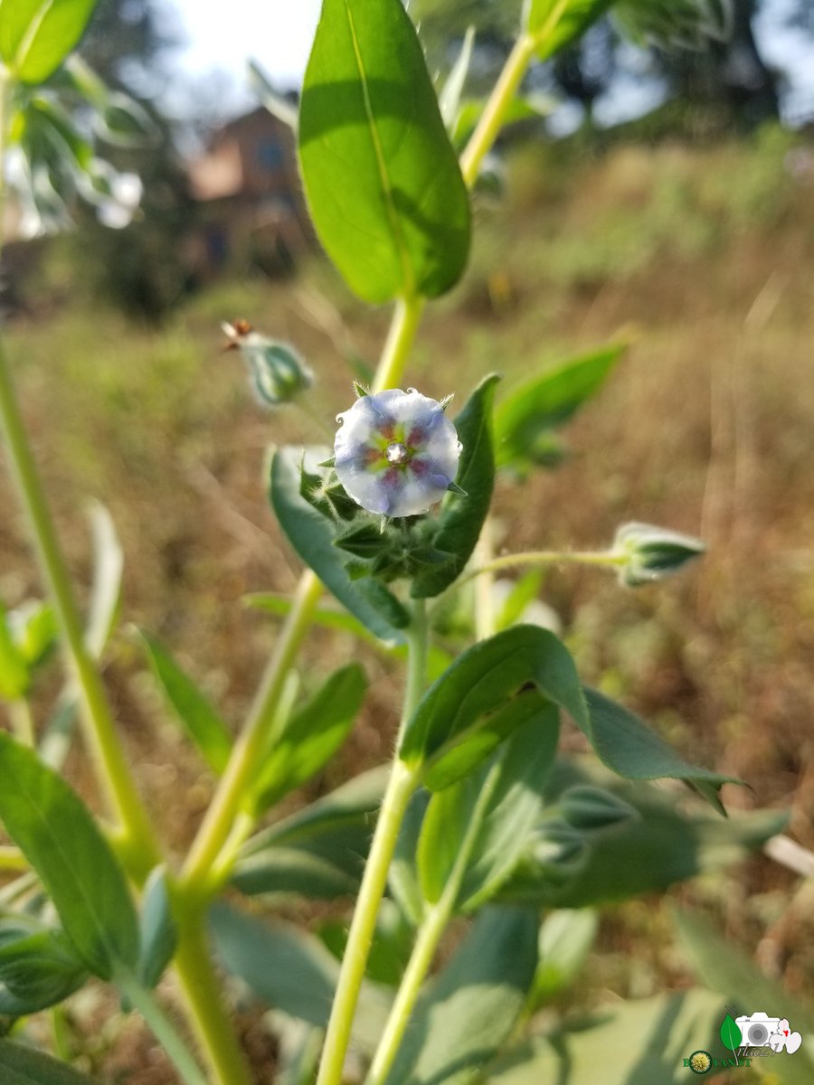 irlac21's tweet photo. #DRC #Botany #plants #flowers #AfricanPlant #biodiversity #wildlifephotography #taxonomy #photography #plantsci #shrub #plantlovers #UOB #CREGET #Boraginaceae #Trichodesma
Trichodesma zeylanicum. First time to see it in my regionπ https://t.co/LZA9TYUyEj