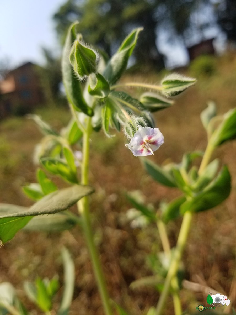 irlac21's tweet photo. #DRC #Botany #plants #flowers #AfricanPlant #biodiversity #wildlifephotography #taxonomy #photography #plantsci #shrub #plantlovers #UOB #CREGET #Boraginaceae #Trichodesma
Trichodesma zeylanicum. First time to see it in my regionπ https://t.co/LZA9TYUyEj