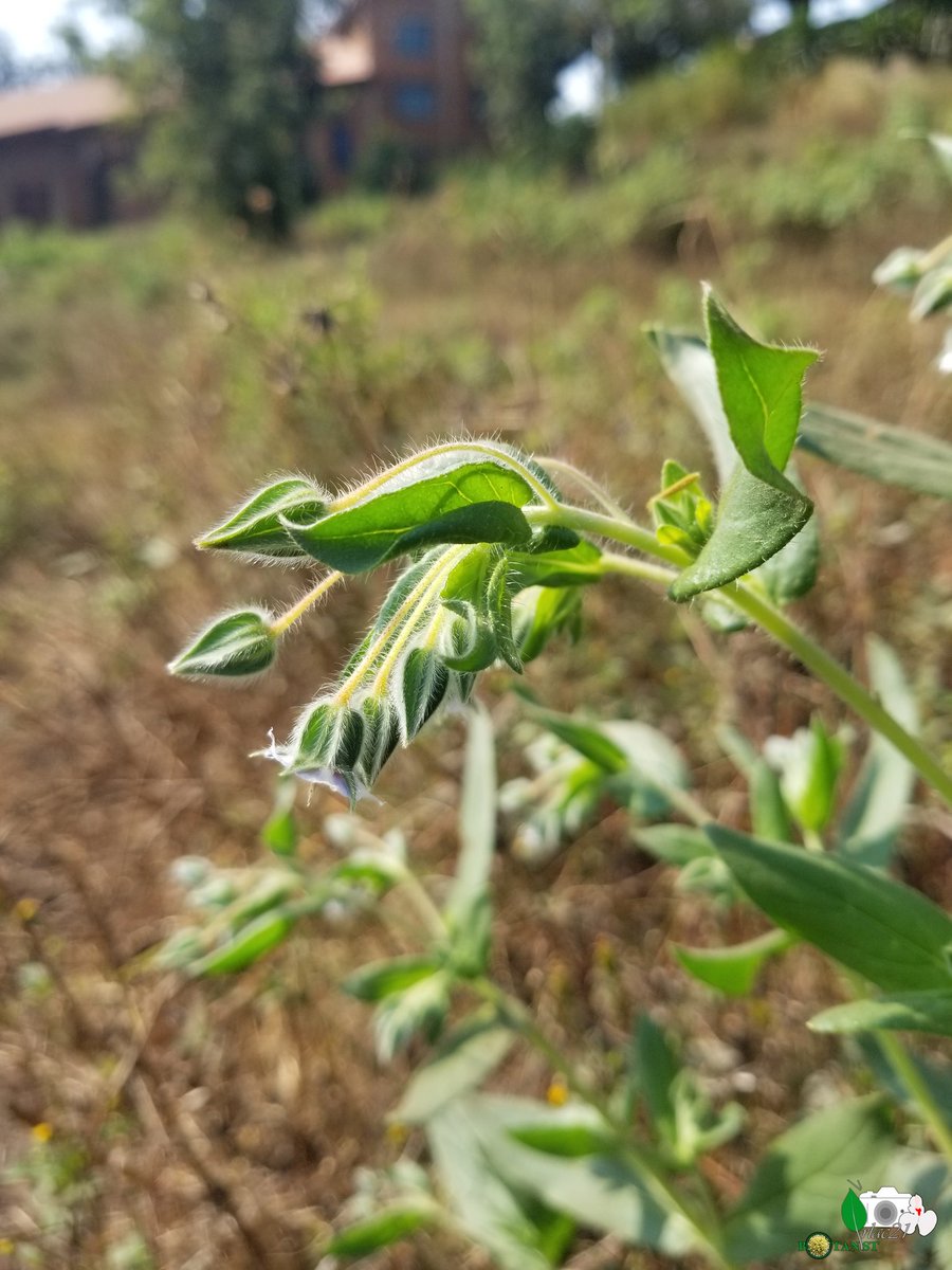 irlac21's tweet photo. #DRC #Botany #plants #flowers #AfricanPlant #biodiversity #wildlifephotography #taxonomy #photography #plantsci #shrub #plantlovers #UOB #CREGET #Boraginaceae #Trichodesma
Trichodesma zeylanicum. First time to see it in my regionπ https://t.co/LZA9TYUyEj