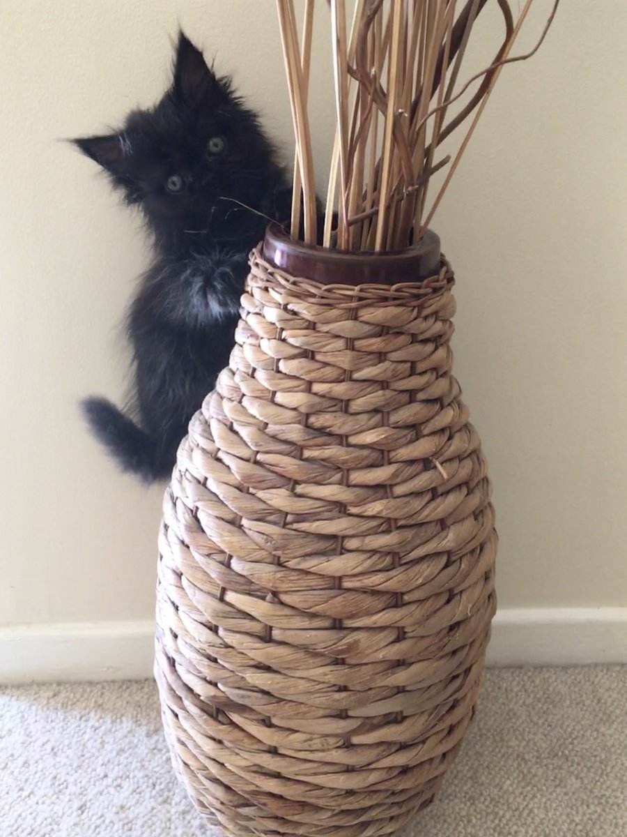 A #ThrowbackThursday photo to when I discovered my passion for flower arranging 😬😹 #Hedgewatch