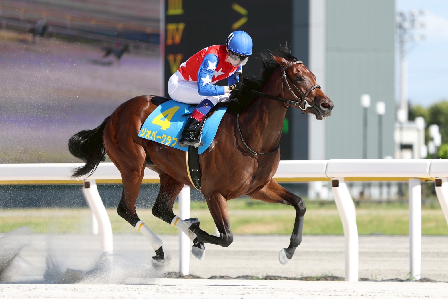 競馬 ミスヨシゼン｜JBISサーチ（JBIS-Search）