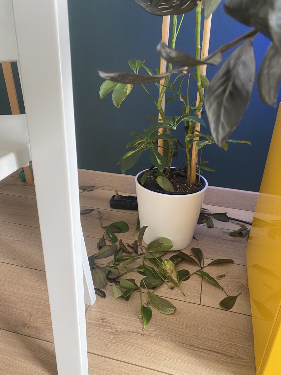 İkea’dan aldım bir tane, eve geldim hiç tane. <a href="/IKEATurkiye/">IKEA Türkiye</a> <a href="/IKEA/">IKEA</a> Müşteri hizmetleriniz de maşallah baya ilgili “aksesuarda iade alamıyoruz” dediler. Aksesuar? Çiçek? Satmayın tel tel dökülen çiçekler için bir ton para da almayın.