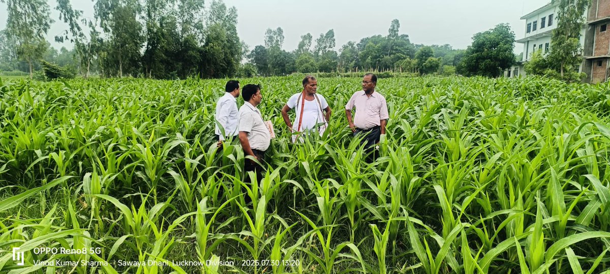 जनपद #रायबरेली के वि.खण्ड ऊंचाहार के गांव चिंटू सिंह का पुरवा मे #त्वरित_मक्का_विकास_योजना के अंतर्गत लगाई गई #मक्का फसल का निरीक्षण किया गया

मा कृषि मंत्री श्री <a href="/spshahibjp/">Surya Pratap Shahi</a> जी के प्रयासों से आज उत्तर प्रदेश का #किसान साल में 3 बार मक्का की #फसल लगा कर अच्छा #उत्पादन ले रहा है