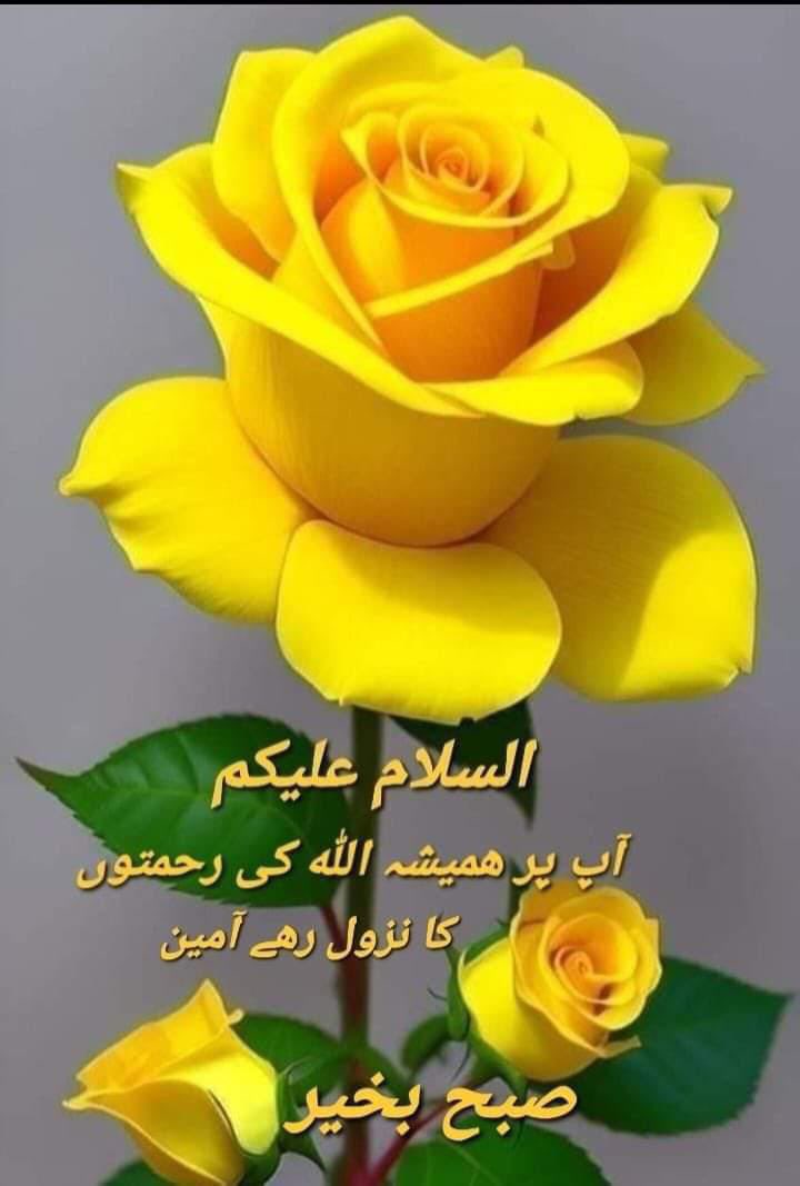 Ghazala Abbasi. tweet media