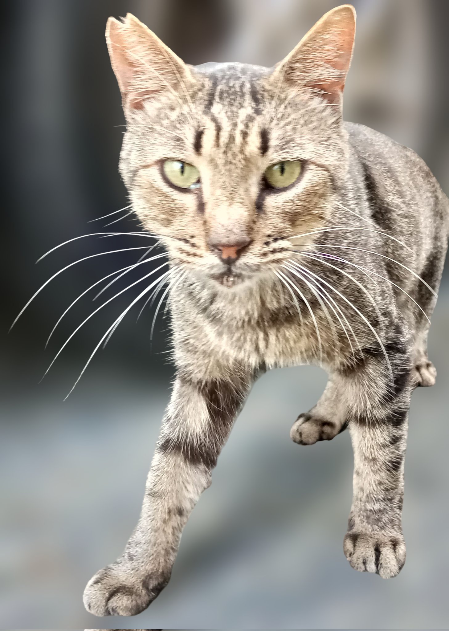 ねこねこねこ　0308 公式】エムゼットエフ🇯🇵 代表「よねさん」 on X: 