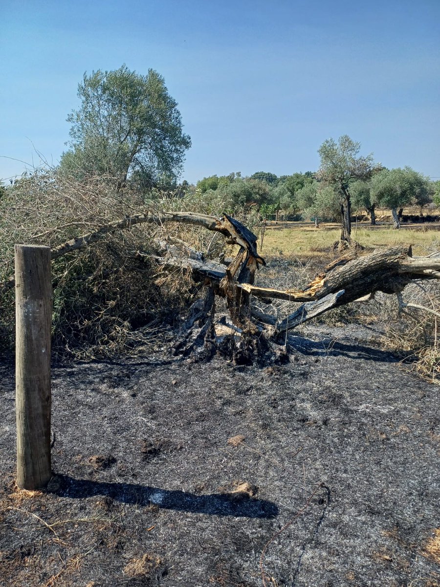 Sarah 🐈‍⬛ tweet media