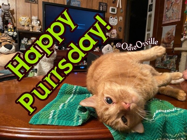 Good morning, pals! 😺👋 We've made it to Thursday! 🎉

Who wants to just start the weekend now? 😹