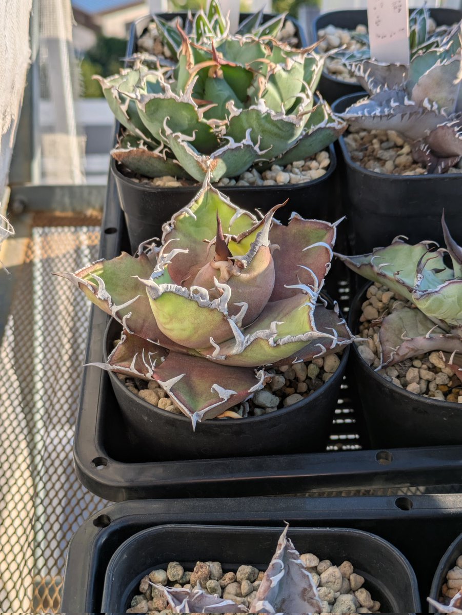 植え替えて2年のシーザー。この季節なのにストレスカラーが取れない。

植え替えたほうがよいのか？🤔