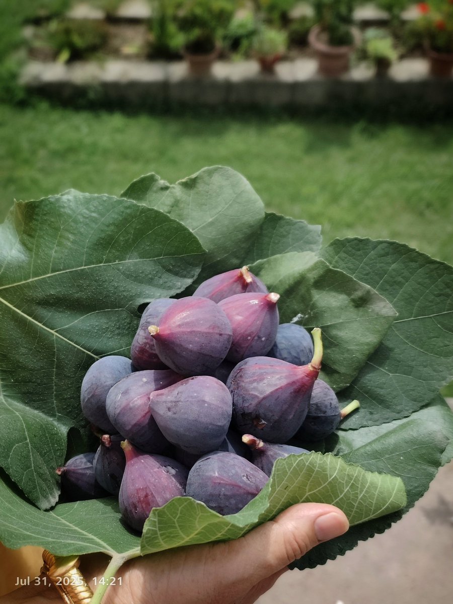 TheSrinagarBoy's tweet image. Super sweet! 
Just harvested from the Fig (Anjeer) tree.

#homegarden #Kashmir